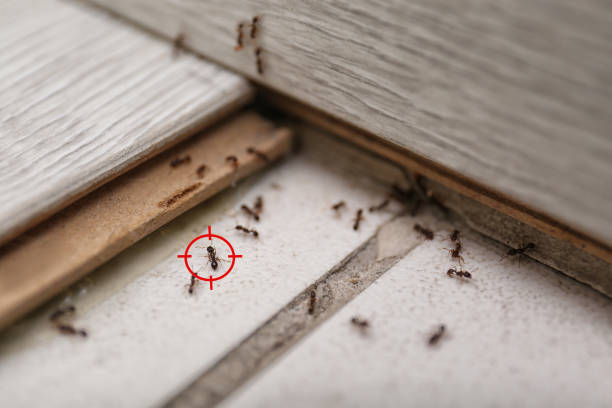 Pest Control for Restaurants in Pipestone, MN