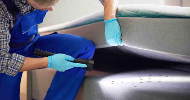 Best Local Pest Control Services  in Pipestone, MN