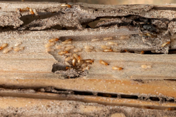 Best Commercial Pest Control Services  in Pipestone, MN